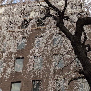 しだれ桜