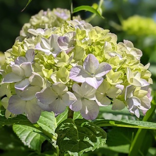 季節の花