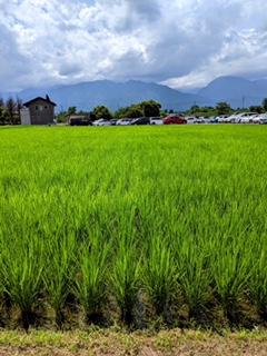 日本の夏