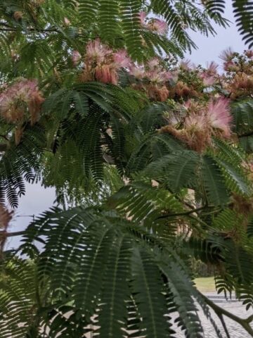 初夏から成夏の花