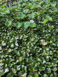 夏の花