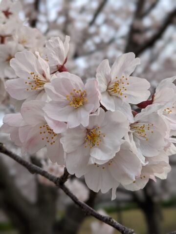 季節の樹木につく花