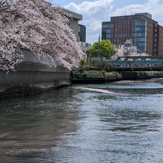 桜