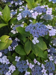 初夏に美しい紫陽花