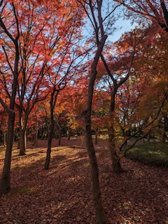 紅葉