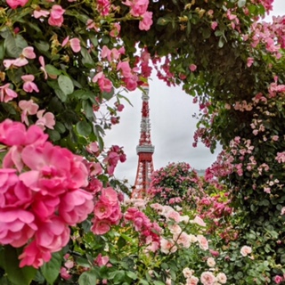 季節の花